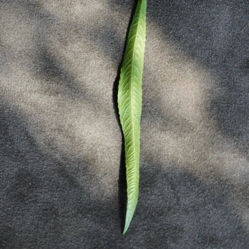 Willow Drift